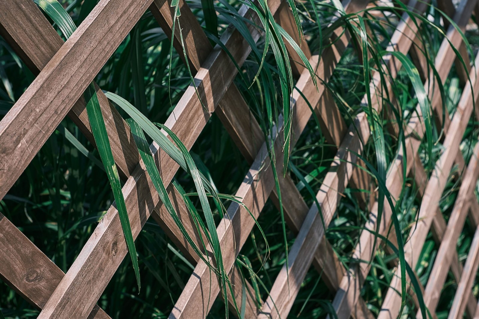 rejilla rejilla de madera con plantas